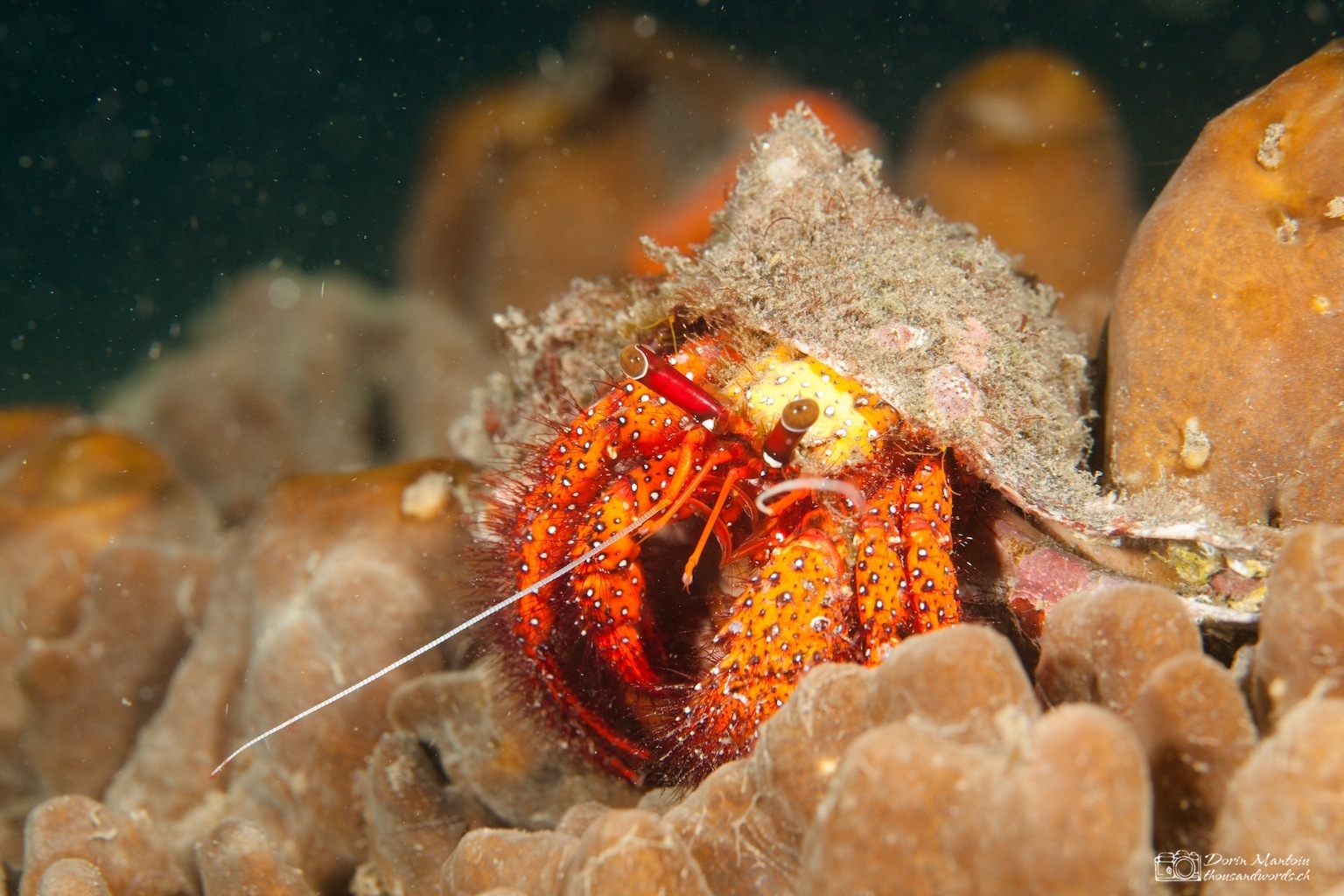 Sulawesi – Crabs (1/3) * – ThousandWords